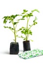 Young tomato plant seedlings in a fertile soil Royalty Free Stock Photo