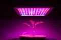 Young tomato plant under LED grow light Royalty Free Stock Photo