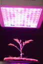 Young tomato plant under LED grow light Royalty Free Stock Photo