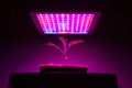 Young tomato plant under LED grow light Royalty Free Stock Photo