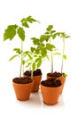 Young tomato plants Royalty Free Stock Photo