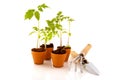 Young tomato plants Royalty Free Stock Photo