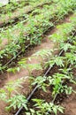 Young tomato plants Royalty Free Stock Photo