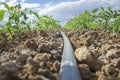 Young tomato plants drip irrigation system. Ground level view