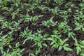 Young tomato plants Royalty Free Stock Photo