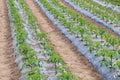 Young tomato plants growing in a greenhouse Royalty Free Stock Photo