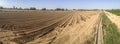 Young tomato plants growing with irrigation system in action Royalty Free Stock Photo