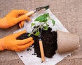 Young tomato plants sowing in pots. Replanting tomato Royalty Free Stock Photo