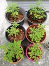 Young tomato plants Royalty Free Stock Photo