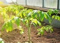 Young tomato plants. Royalty Free Stock Photo