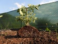 Young tomato roots detail