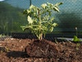 Young tomato roots detail