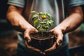 Young tomato seedling in the hands of a man. Close-up, Young tomato seedling in a pot in the hands of a gardener, AI Generated