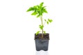 Young tomato seedling plant in a pot isolated on a white background. Gardening. farming and spring concept. Royalty Free Stock Photo