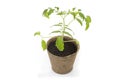 Young tomato seedling in a pot with a garden trowel Royalty Free Stock Photo