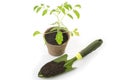 Young tomato seedling in a pot with a garden trowel Royalty Free Stock Photo