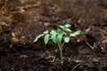 Young tomato seedling in soil. Agruculture, gardening and farming Royalty Free Stock Photo