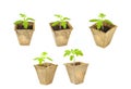 Young tomato seedling sprouts in the peat pots isolated on white background. Royalty Free Stock Photo