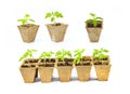 Young tomato seedling sprouts in the peat pots isolated on white background. Royalty Free Stock Photo