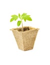 Young tomato seedling sprouts in the peat pots isolated on white background. Gardening concept. Royalty Free Stock Photo