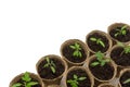 Young tomato seedling sprouts in the peat pots isolated on white background. Gardening concept Royalty Free Stock Photo