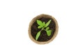 Young tomato seedling sprouts in the peat pots isolated on white background. Gardening concept Royalty Free Stock Photo