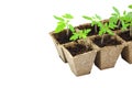 Young tomato seedling sprouts in the peat pots isolated on white background. Royalty Free Stock Photo
