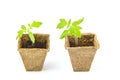 Young tomato seedling sprouts in the peat pots isolated on white background. Royalty Free Stock Photo