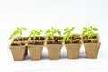 Young tomato seedling sprouts in the peat pots isolated on white background. Royalty Free Stock Photo