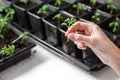 Young tomato seedling