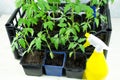 Young tomato seedlings in a box on the windowsill and yellow spray