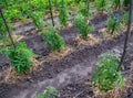 Young tomato seedlings covered with dry grass Royalty Free Stock Photo
