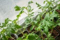 Young tomato seedlings. Growing seedlings at home. Plants on the windowsill