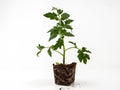 Young tomato seedlings isolated on white background. Royalty Free Stock Photo