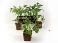 Young tomato seedlings isolated on white background. Royalty Free Stock Photo