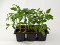 Young tomato seedlings isolated on white background. Royalty Free Stock Photo