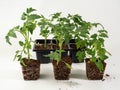 Young tomato seedlings isolated on white background. Royalty Free Stock Photo
