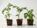 Young tomato seedlings isolated on white background. Royalty Free Stock Photo