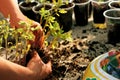 Young tomato seedlings