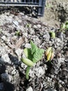 Young tomato seedlings on prepared soil planted, spring preparation of planting vegetables in the garden,concept of healthy food p