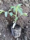 Young tomato seedlings on prepared soil planted, tomato plant where developed roots are seen through which plant feeds, spring pre