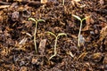 Young tomato seedlings at the stage of cotyledonous leaves growing in a tray with potting soil