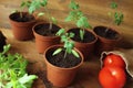 Young tomato seedlings on wooden backdround. Gardening concept
