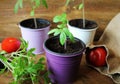 Young tomato seedlings on wooden backdround. Gardening concept.