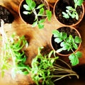Young tomato seedlings on wooden backdround. Gardening concept. Top view.