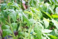 Young tomato shoots.