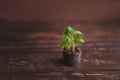 Young tomato sprout in a peat tablet on a wooden background. Royalty Free Stock Photo