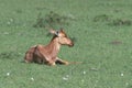Young Topi or blue jeans antelope sitting up