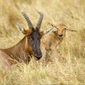 Young Topi Masai mara Kenya Royalty Free Stock Photo