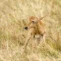 Young Topi Masai mara Kenya Royalty Free Stock Photo